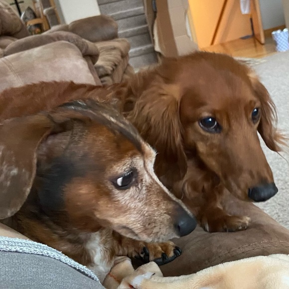 Meet your Posher, Bobbi - Picture 5 of 6